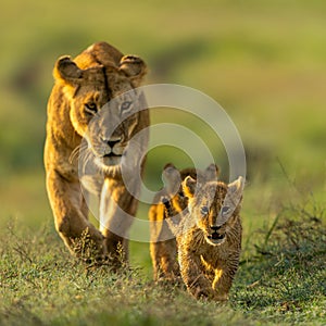 Closeup of two young lion cubs walking on a green meadow