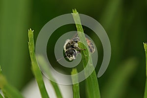 Closeup on a typical white snouted male Red girdled mining bee, Andrena labiata, hanging on a straw of grass