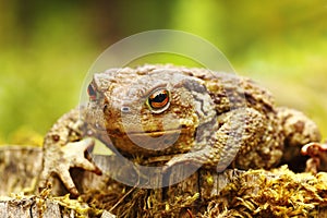 Closeup of ugly common brown toad