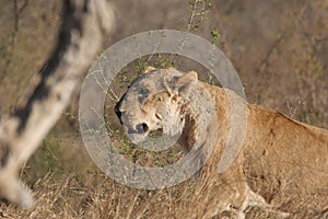 Closeup of an Ulusaba lioness in the Sabi Sands, South Africa