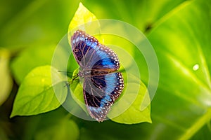 Closeup of the Ulysses female butterfly