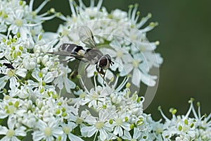 Closeup on an uncommon Dark-saddled Leucozona laternaria hoverfly on a white flower in the Austrian alps