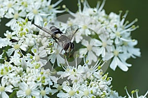 Closeup on an uncommon Dark-saddled Leucozona laternaria hoverfly on a white flower in the Austrian alps