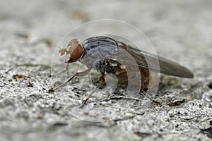 Closeup on an uncommon European syrphid fly, Brachyopa bicolor sitting on wood photo
