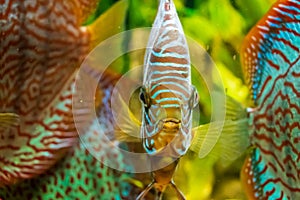 Closeup underwater shot of beautiful The Brown Discus fish