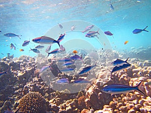 Closeup underwater shot of a school of blue zebrafish swimming near a coral reef