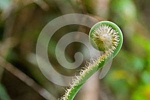 Closeup of unfurling frond of fern in tropical rainforest at Mt.