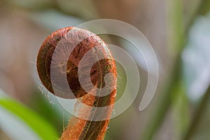 Closeup of unfurling hairy frond of fern in tropical rainforest