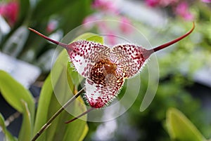 Closeup of the unique red and white Dracula Gorgona \'Raintree\' orchid at full bloom photo