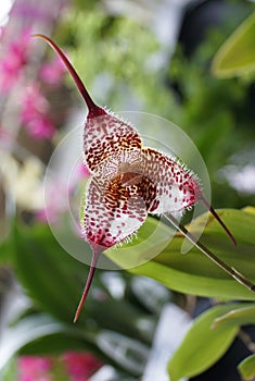 A unique red and white Dracula Gorgona Raintree orchid photo