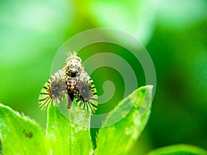 Closeup of unknown insect on the tip of a leaf