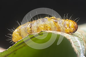 Closeup with an unknown moth caterpillar