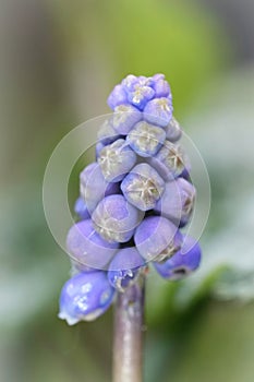 Closeup on the unopened blue flowers of the grape hyacinth, Muscari botryoides