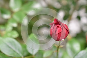 Closeup of unopened Knockout Rose with selective focus.