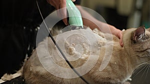 Closeup of unrecognizable female groomer cutting hair of domestic cat using electric razor for pet. Master pet