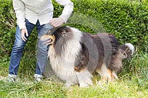 Closeup of an unrecognizable person with collie dog full length