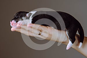 Closeup unrecognizable woman hand with ring on finger hold small sleepy puppy of Welsh corgi dog in studio. Pet care