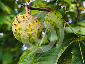 Closeup of unripe chestnut maturing on tree