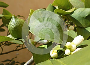 Closeup of unripe green lemon and flower buds, with leaves, outdoor