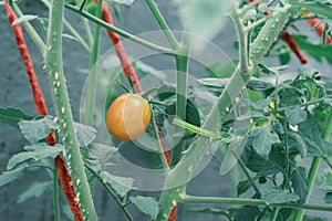 Closeup of unripe unpicked tomato in the garden