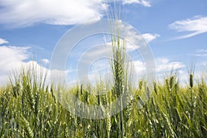 Closeup unripe wheat ears. Blue Sky in the background