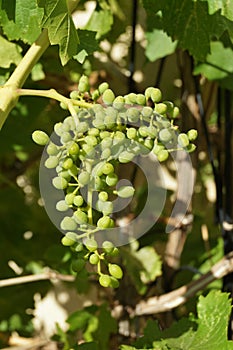 Closeup of unripened grapes