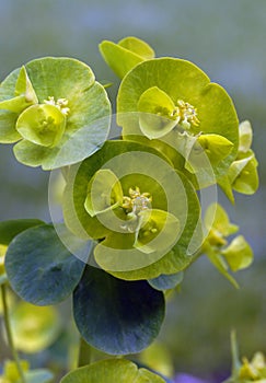 A Closeup of the Unusual Wood Spurge Flowers