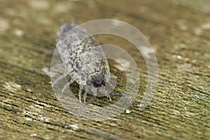 Closeup on an unusually pale colored rough woodlouse, Porcellio scaber sitting on wood