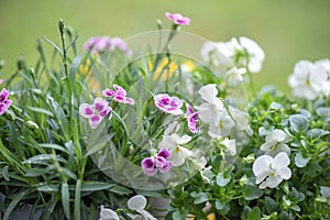 closeup up on beautiful pink flowers of carnation and white viola