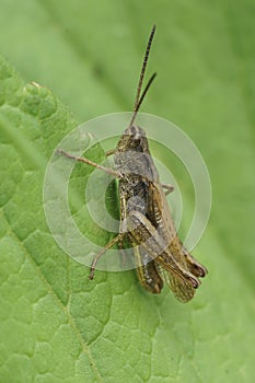 Closeup on an upland field grasshopper, Chorthippus apricarius sitting on a green leaf