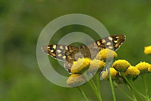 Closeup from an upward angle on a Speckled wood butterfly, Parar photo