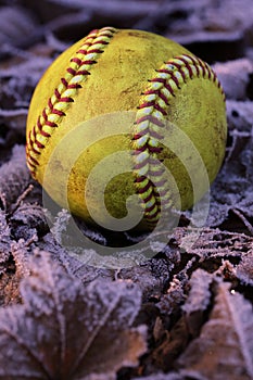 Closeup of a used, yellow softball resting on frost covered leaves.