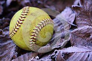 Closeup of a used, yellow softball resting on frost covered leaves.