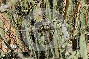 Closeup of Usnea diffracta Vain