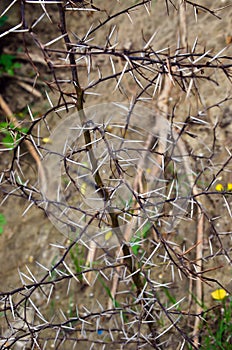 Closeup of a vachellia karroo or acacia karoo thorn tree. Beautiful sweet thorn tree branches and long sharp white thorns