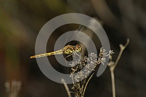 Closeup on a Vagrant Darter dragonfly, Sympetrum vulgatum, perched in the vegetation