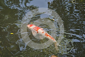 Closeup of a varicolored carp in the pond.   Nara Japan
