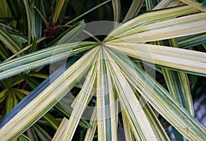 Closeup of the variegated Broadleaf Lady Palm \'Heisei Nishiki\' leaf