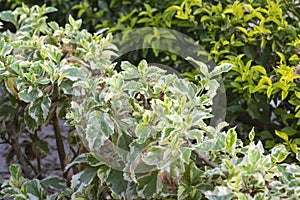 Closeup of variegated bush in a garden