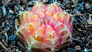 Closeup of variegated Gymnocalycium mihanovichii cactus