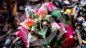 Closeup of variegated Gymnocalycium mihanovichii cactus