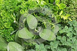 Closeup of variety fresh herbs