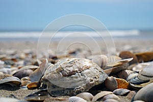 Closeup of a variety of seashells lying on the sand near the beach on a sunny day