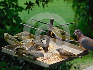 Closeup of a variety of tiny colorful birds eating seeds from a metal tray with spikes in a garden