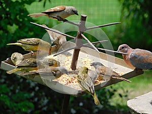 Closeup of a variety of tiny colorful birds eating seeds from a metal tray with spikes in a garden