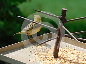 Closeup of a variety of tiny colorful birds eating seeds from a metal tray with spikes in a garden.