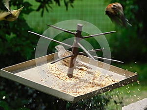 Closeup of a variety of tiny colorful birds eating seeds from a metal tray with spikes in a garden. Two birds are in flight above