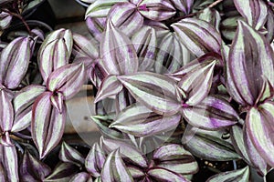 Closeup of varigated leaves on a Wandering Jew