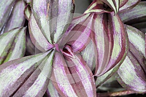 Closeup of varigated leaves on a Wandering Jew