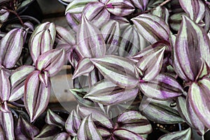 Closeup of varigated leaves on a Wandering Jew photo
